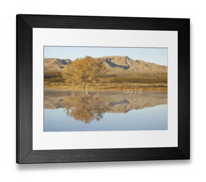 Framed Print : Sandhill Crane (Grus canadensis) flock, standing in roost site habitat at dawn, Bosque del Apache National Wildlife Refuge, New Mexico, U. S. A Framed Print : Sandhill Crane (Grus canadensis) flock, standing in roost site habitat at dawn, Bosque del Apache National Wildlife Refuge, New Mexico, U. S. A