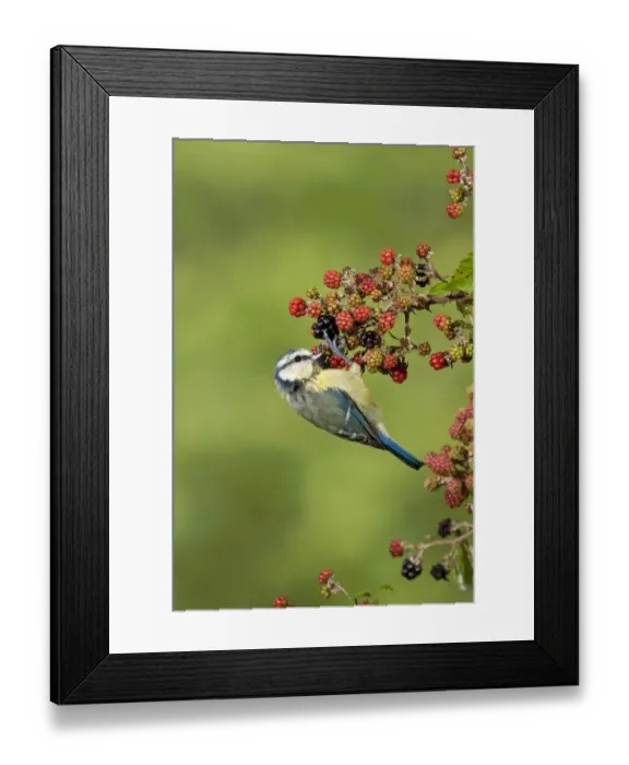 Framed Print : Blue Tit (Parus caeruleus) adult, foraging on Bramble (Rubus fruticosus) berries, Suffolk, England, september Framed Print : Blue Tit (Parus caeruleus) adult, foraging on Bramble (Rubus fruticosus) berries, Suffolk, England, september