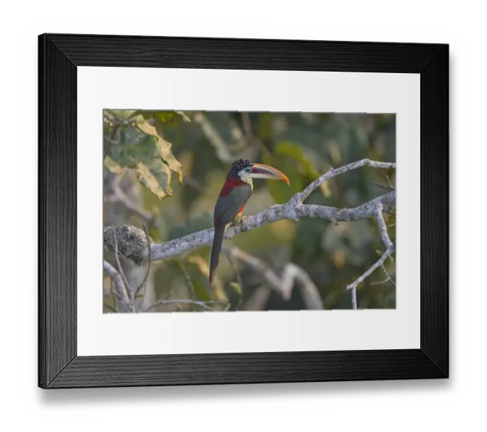 Framed Print : Curl-crested Aracari (Pteroglossus beauharnaesii) adult, perched on branch in rainforest, Peruvian Amazon Basin, Peru Framed Print : Curl-crested Aracari (Pteroglossus beauharnaesii) adult, perched on branch in rainforest, Peruvian Amazon Basin, Peru
