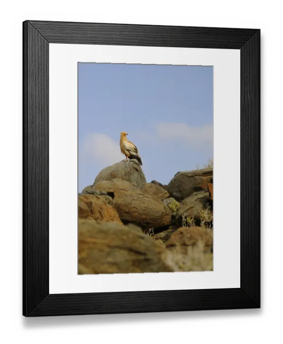 Framed Print : Egyptian Vulture (Neophron percnopterus) adult, standing on rocks in desert habitat, Socotra, Yemen, march Framed Print : Egyptian Vulture (Neophron percnopterus) adult, standing on rocks in desert habitat, Socotra, Yemen, march