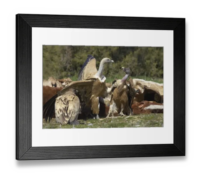 Framed Print : Eurasian Griffon Vulture (Gyps fulvus) adults, group fighting and feeding at carcass, Refugio de Rapaces W. W. F. Reserve, Segovia, Castile and Leon, Spain Framed Print : Eurasian Griffon Vulture (Gyps fulvus) adults, group fighting and feeding at carcass, Refugio de Rapaces W. W. F. Reserve, Segovia, Castile and Leon, Spain