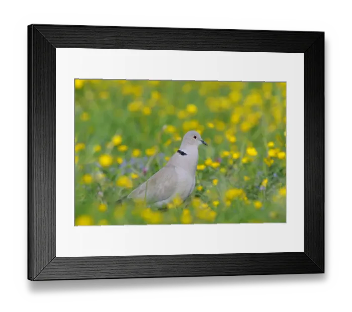 Framed Print : Eurasian Collared Dove (Streptopelia decaocto) adult, calling, standing amongst buttercups in field, Oxfordshire, England, may