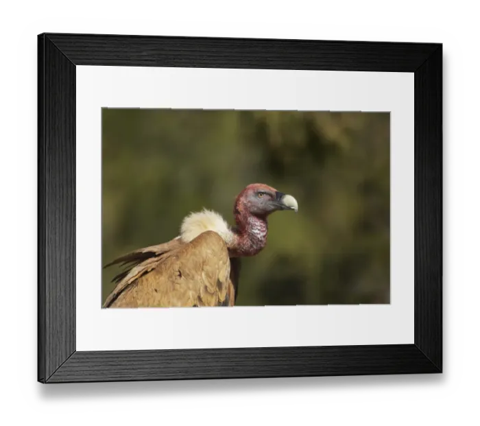Framed Print : Eurasian Griffon Vulture (Gyps fulvus) adult, close-up of head and neck, covered with blood from feeding, Segovia, Castile and Leon, Spain Framed Print : Eurasian Griffon Vulture (Gyps fulvus) adult, close-up of head and neck, covered with blood from feeding, Segovia, Castile and Leon, Spain