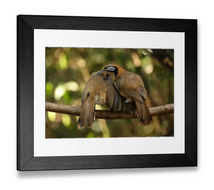 Framed Print : Greater Necklaced Laughingthrush (Garrulax pectoralis subfusus) two adults, mutual preening, perched on branch, Kaeng Krachan N. P. Thailand, january