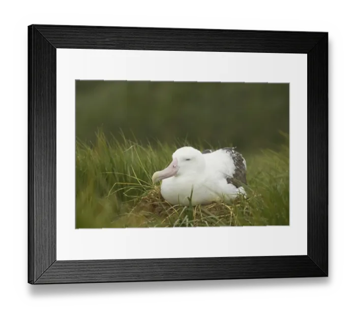 Framed Print : Wandering Albatross (Diomedea exulans) adult, sitting on nest, Prion Island, South Georgia Framed Print : Wandering Albatross (Diomedea exulans) adult, sitting on nest, Prion Island, South Georgia