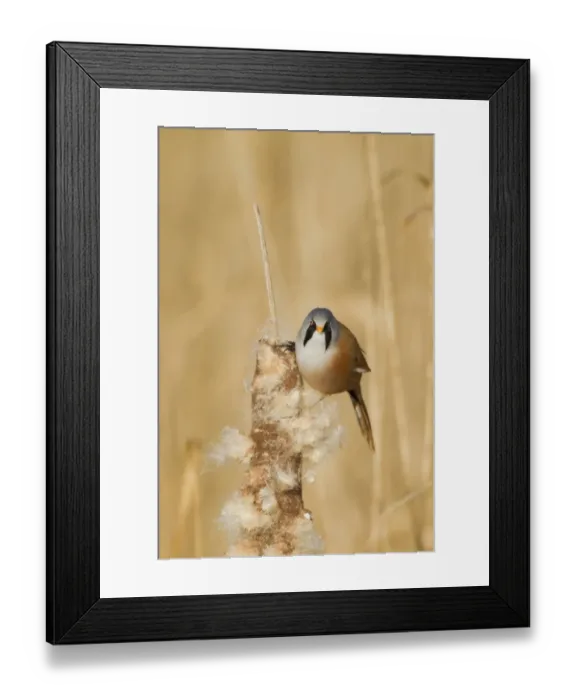 Framed Print : Bearded Tit (Panurus biarmicus) adult male, feeding on Reedmace (Typha sp. ) seeds in reedbed, Rainham Marshes RSPB Reserve, Thames Estuary, Essex, England, january