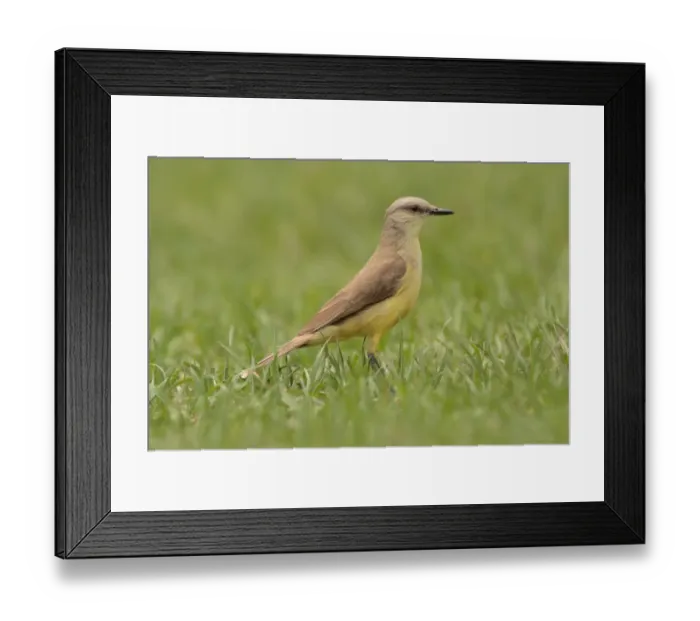 Framed Print : Cattle Tyrant (Machetornis rixosa) adult, standing on grass, Vicente Lopez, Buenos Aires Province, Argentina, october Framed Print : Cattle Tyrant (Machetornis rixosa) adult, standing on grass, Vicente Lopez, Buenos Aires Province, Argentina, october