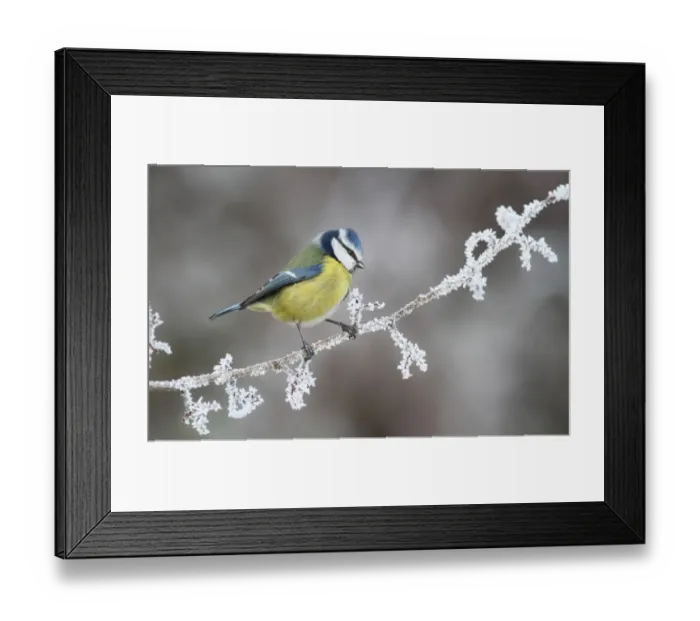 Framed Print : Blue Tit (Parus caeruleus) adult, perched on frost covered twig in morning, Leicestershire, England, december