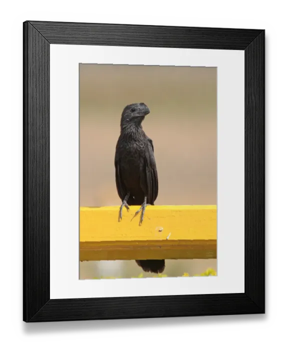 Framed Print : Smooth-billed Ani (Crotophaga ani) adult, perched on railing, Pousada Piuval, Mato Grosso, Brazil, august Framed Print : Smooth-billed Ani (Crotophaga ani) adult, perched on railing, Pousada Piuval, Mato Grosso, Brazil, august