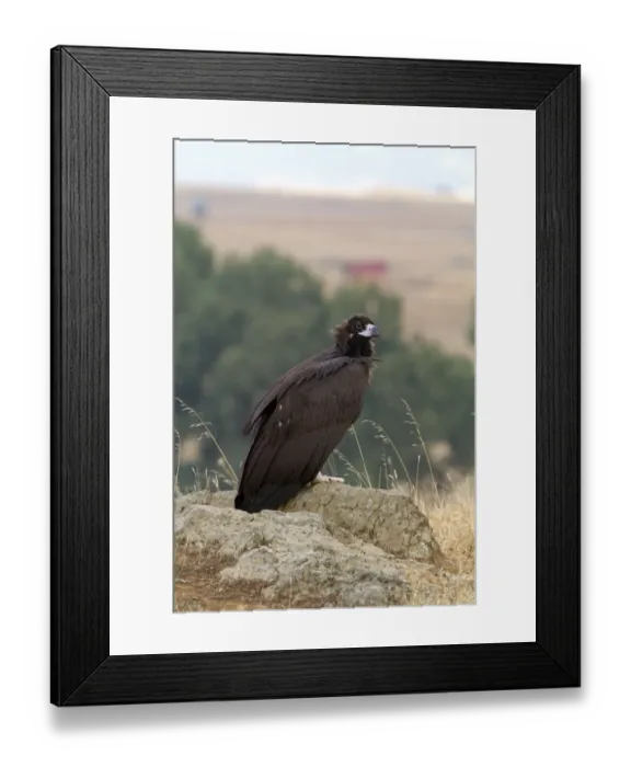 Framed Print : Eurasian Black Vulture (Aegypius monachus) juvenile, standing on rock in steppes, Extremadura, Spain, september Framed Print : Eurasian Black Vulture (Aegypius monachus) juvenile, standing on rock in steppes, Extremadura, Spain, september