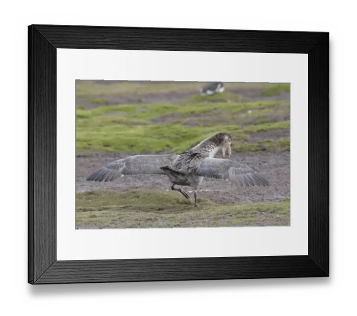Framed Print : Northern Giant-petrel (Macronectes halli) adult, in territorial display, Grytviken, South Georgia, november Framed Print : Northern Giant-petrel (Macronectes halli) adult, in territorial display, Grytviken, South Georgia, november