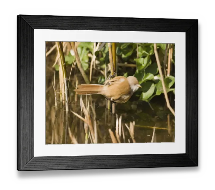 Framed Print : Bearded Tit (Panurus biarmicus) adult female, perched on reed stem in reedbed, Norfolk, England, april Framed Print : Bearded Tit (Panurus biarmicus) adult female, perched on reed stem in reedbed, Norfolk, England, april