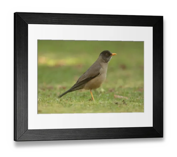 Framed Print : Austral Thrush (Turdus falcklandii magellanicus) adult, standing on short grass, Lago Correntoso, Neuquen, Argentina, october Framed Print : Austral Thrush (Turdus falcklandii magellanicus) adult, standing on short grass, Lago Correntoso, Neuquen, Argentina, october