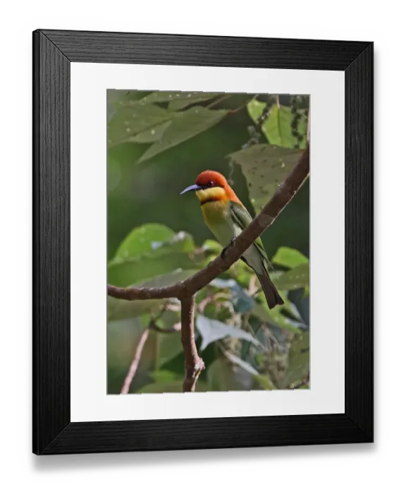 Framed Print : Chestnut-headed Bee-eater (Merops leschenaulti) adult, perched on branch, Kaeng Krachan N. P. Thailand, november