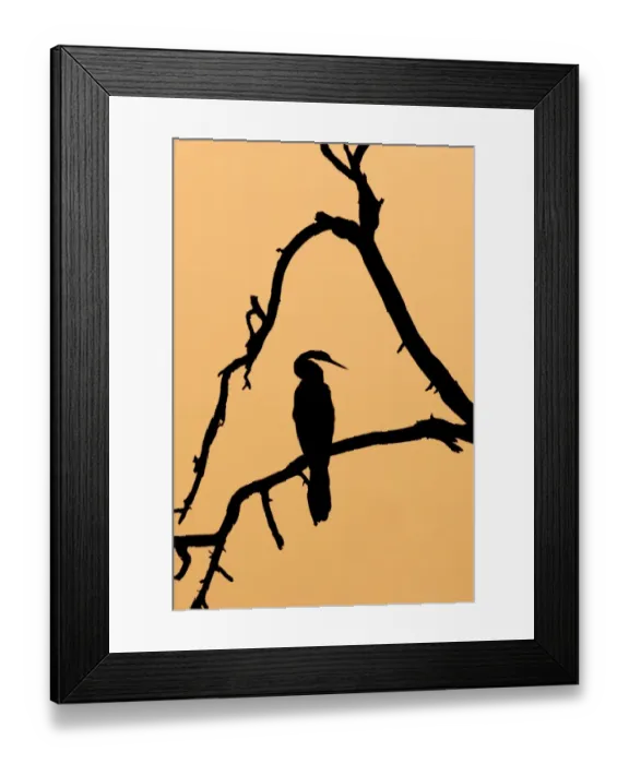 Framed Print : Oriental Darter (Anhinga melanogaster) perched on branch, silhouetted at sunset, Keoladeo Ghana N. P. (Bharatpur), Rajasthan, India