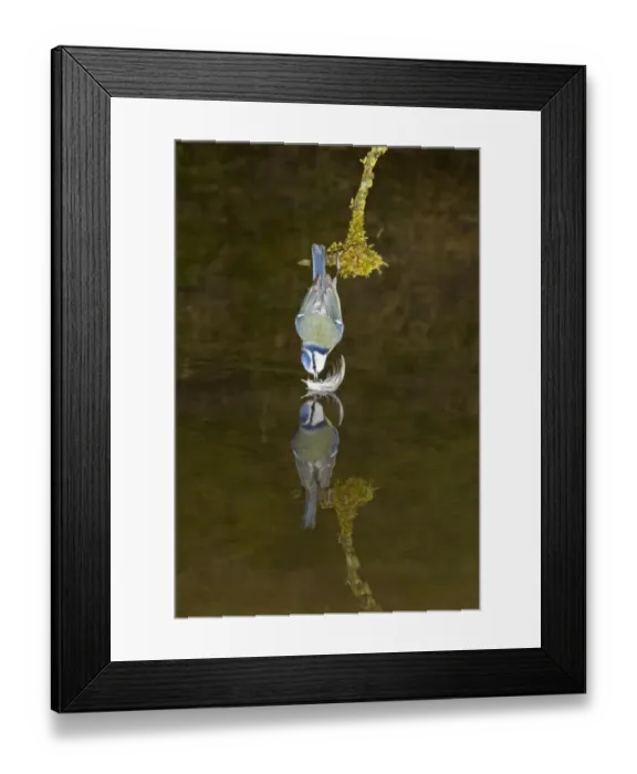 Framed Print : Blue Tit (Parus caeruleus) adult, collecting feather from surface of water, hanging over pool with reflection, Suffolk, England, april