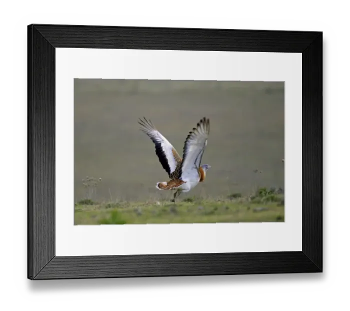 Framed Print : Great Bustard (Otis tarda) adult male, in flight, taking off, Extremadura, Spain