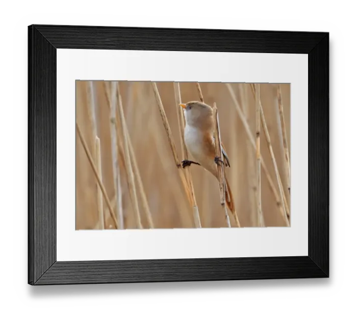 Framed Print : Bearded Tit (Panurus biarmicus) adult female, perched on reed stems in reedbed, Minsmere RSPB Reserve, Suffolk, England, march Framed Print : Bearded Tit (Panurus biarmicus) adult female, perched on reed stems in reedbed, Minsmere RSPB Reserve, Suffolk, England, march