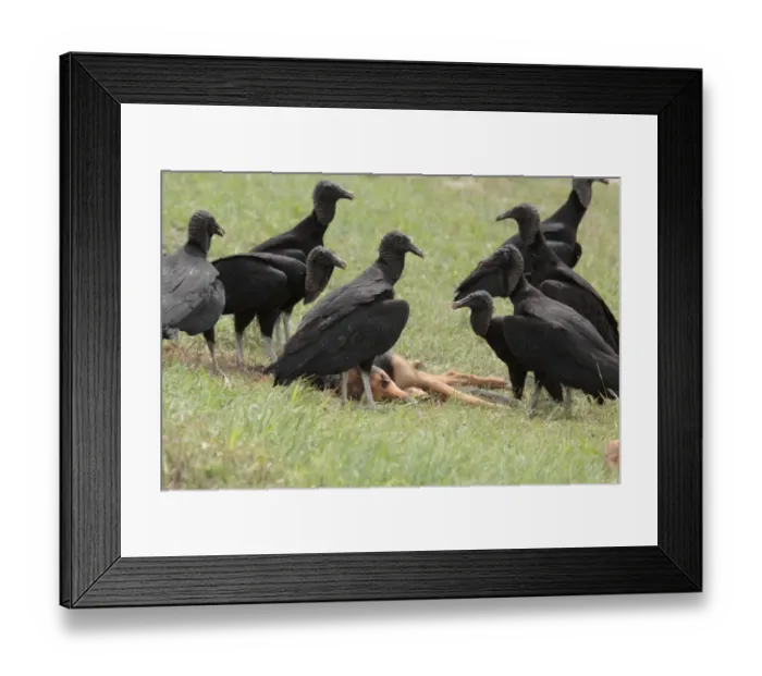 Framed Print : American Black Vulture (Coragyps atratus) adults, flock scavenging roadkill dog, Formosa City, Formosa, Argentina, october Framed Print : American Black Vulture (Coragyps atratus) adults, flock scavenging roadkill dog, Formosa City, Formosa, Argentina, october