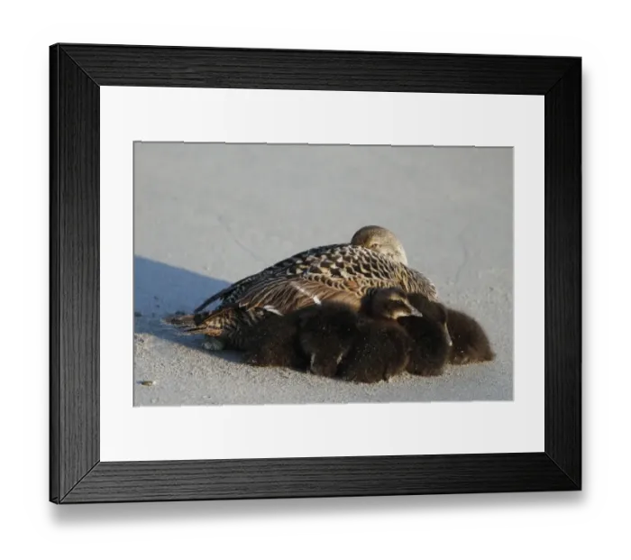 Framed Print : Common Eider (Somateria mollissima) adult female with ducklings, resting on beach, Heligoland, Schleswig-Holstein, Germany, may Framed Print : Common Eider (Somateria mollissima) adult female with ducklings, resting on beach, Heligoland, Schleswig-Holstein, Germany, may