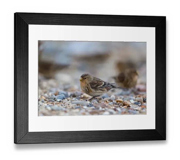 Framed Print : Twite (Acanthis flavirostris) adult male, winter plumage, feeding on shingle beach, Suffolk, England, november Framed Print : Twite (Acanthis flavirostris) adult male, winter plumage, feeding on shingle beach, Suffolk, England, november