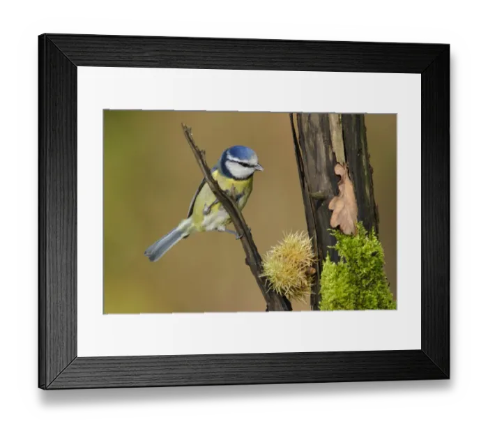 Framed Print : Blue Tit (Parus caeruleus) adult, perched on branch in woodland, Yorkshire, England, autumn Framed Print : Blue Tit (Parus caeruleus) adult, perched on branch in woodland, Yorkshire, England, autumn