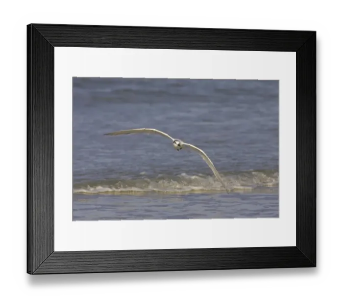 Framed Print : Sandwich Tern (Sterna sandvicensis) adult, winter plumage, in flight over shore, Estero Lagoon, Florida, U. S. A Framed Print : Sandwich Tern (Sterna sandvicensis) adult, winter plumage, in flight over shore, Estero Lagoon, Florida, U. S. A