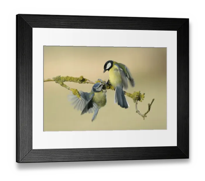 Framed Print : Great Tit (Parus major) and Blue Tit (Parus caeruleus) adults, fighting, West Yorkshire, England, march Framed Print : Great Tit (Parus major) and Blue Tit (Parus caeruleus) adults, fighting, West Yorkshire, England, march