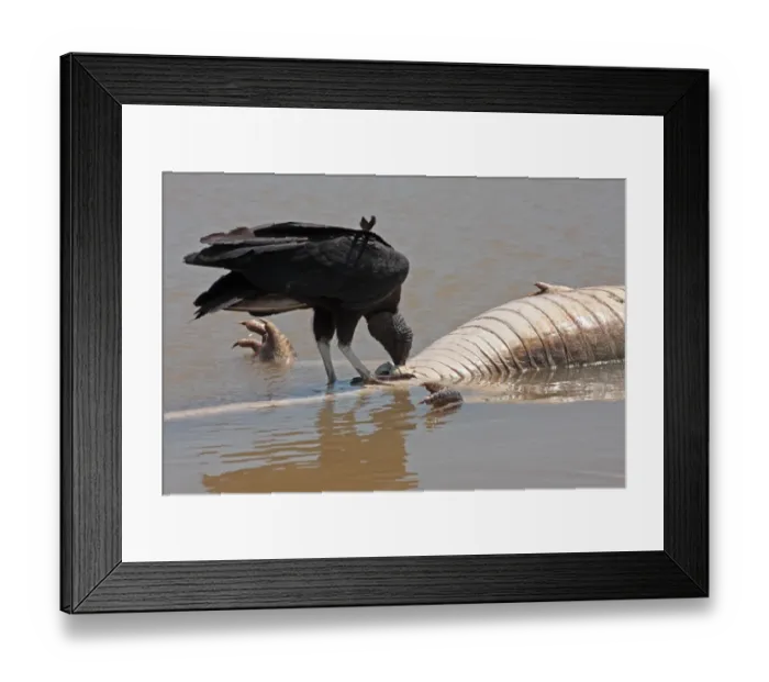 Framed Print : American Black Vulture (Coragyps atratus) adult, feeding, scavenging on Paraguayan Caiman (Caiman yacare) carcass floating in river, Cuiaba River, Porto Jofre, Mato Grosso, Brazil, september Framed Print : American Black Vulture (Coragyps atratus) adult, feeding, scavenging on Paraguayan Caiman (Caiman yacare) carcass floating in river, Cuiaba River, Porto Jofre, Mato Grosso, Brazil, september