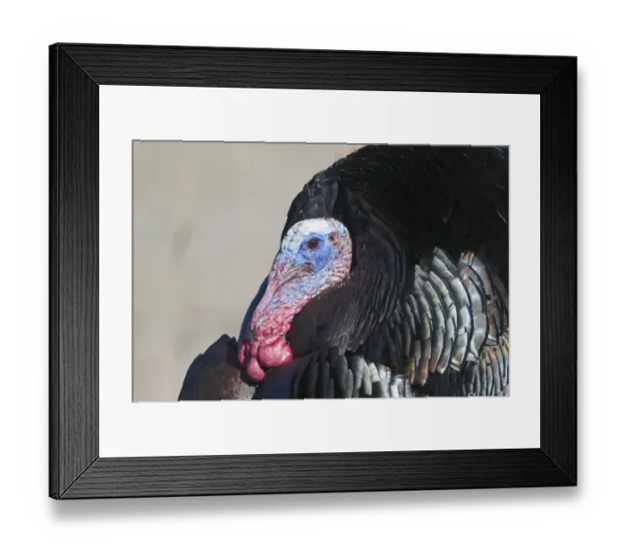 Framed Print : Wild Turkey (Meleagris gallopavo) adult male, displaying, close-up of head, Nebraska, U. S. A. april Framed Print : Wild Turkey (Meleagris gallopavo) adult male, displaying, close-up of head, Nebraska, U. S. A. april