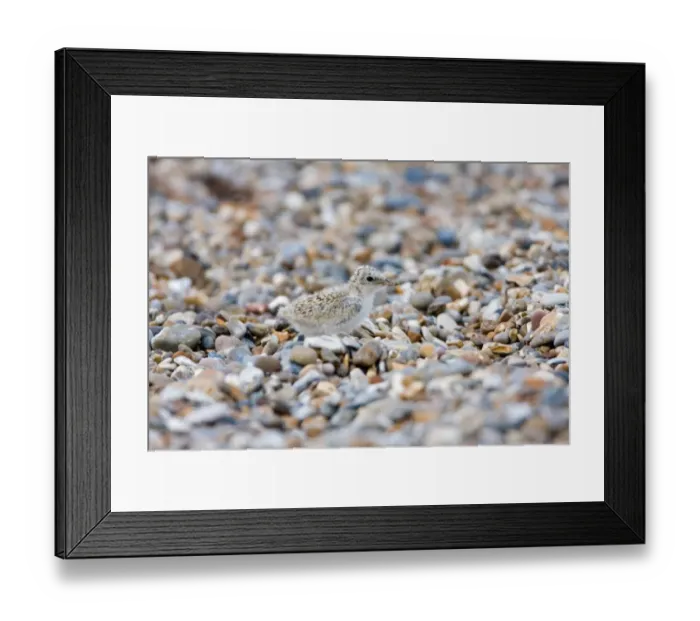 Framed Print : Little Tern (Sterna albifrons) chick, camouflaged on shingle beach, Minsmere RSPB Reserve, Suffolk, England, july Framed Print : Little Tern (Sterna albifrons) chick, camouflaged on shingle beach, Minsmere RSPB Reserve, Suffolk, England, july