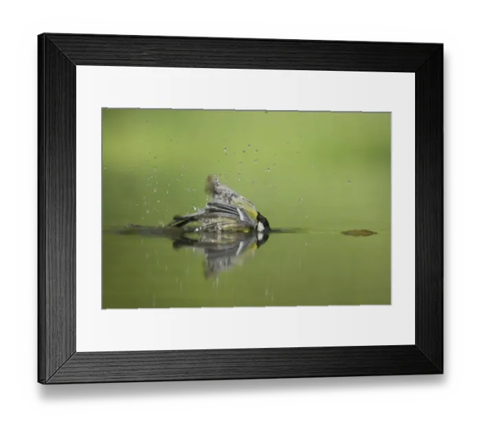 Framed Print : Great Tit (Parus major) adult, bathing in forest pool, Hungary Framed Print : Great Tit (Parus major) adult, bathing in forest pool, Hungary