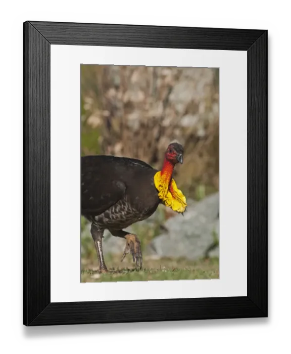 Framed Print : Australian Brush-turkey (Alectura lathami) adult, foraging, scratching ground with feet, Noosa, Queensland, Australia Framed Print : Australian Brush-turkey (Alectura lathami) adult, foraging, scratching ground with feet, Noosa, Queensland, Australia