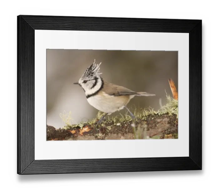 Framed Print : Crested Tit (Lophophanes cristatus) adult, perched on lichen covered branch, Switzerland, winter Framed Print : Crested Tit (Lophophanes cristatus) adult, perched on lichen covered branch, Switzerland, winter