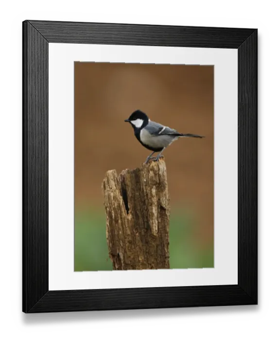 Framed Print : Great Tit (Parus major mahrattarum) adult, perched on post, Sri Lanka, december Framed Print : Great Tit (Parus major mahrattarum) adult, perched on post, Sri Lanka, december