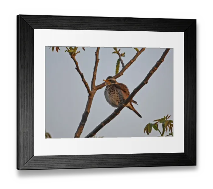 Framed Print : Dusky Thrush (Turdus eunomus) adult male, feathers fluffed up after preening, perched on branch, Beidaihe, Hebei, China, may Framed Print : Dusky Thrush (Turdus eunomus) adult male, feathers fluffed up after preening, perched on branch, Beidaihe, Hebei, China, may