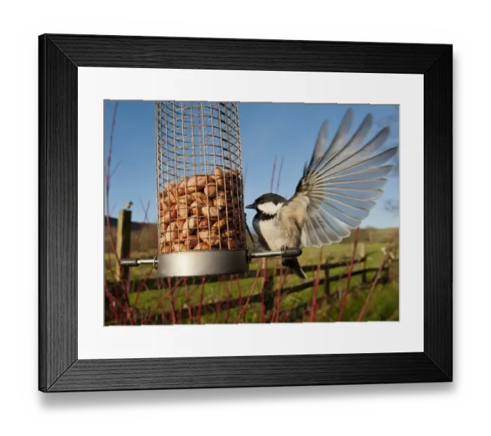 Framed Print : Coal Tit (Parus ater) adult, with wings spread, feeding on peanuts at hanging birdfeeder in rural garden, Whitewell, Lancashire, England, january
