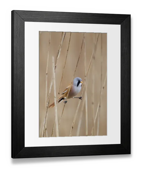 Framed Print : Bearded Tit (Panurus biarmicus) adult male, perched on reed stems in reedbed, Minsmere RSPB Reserve, Suffolk, England, april Framed Print : Bearded Tit (Panurus biarmicus) adult male, perched on reed stems in reedbed, Minsmere RSPB Reserve, Suffolk, England, april