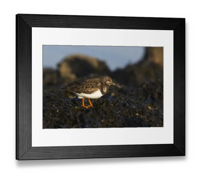 Framed Print : Ruddy Turnstone (Arenaria interpres) adult, winter plumage, foraging amongst seaweed at low tide, Whitstable, Kent, England Framed Print : Ruddy Turnstone (Arenaria interpres) adult, winter plumage, foraging amongst seaweed at low tide, Whitstable, Kent, England