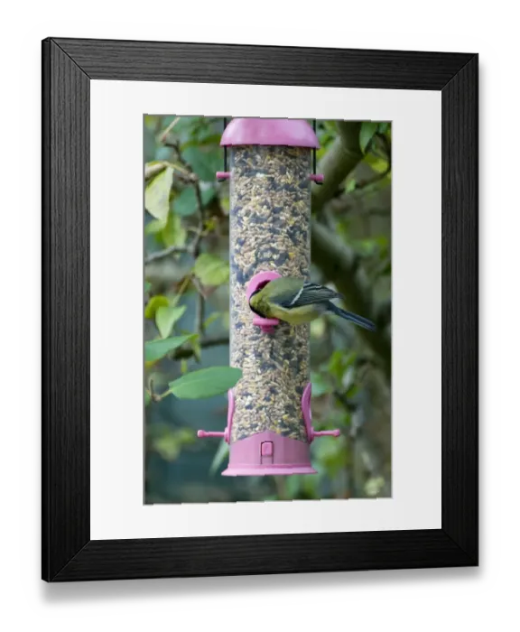 Framed Print : Great Tit (Parus major) adult, feeding on seed from garden birdfeeder, Norfolk, England, november