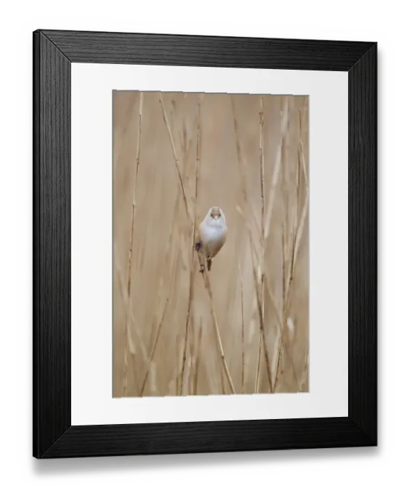 Framed Print : Bearded Tit (Panurus biarmicus) adult female, perched on reed stems in reedbed, Minsmere RSPB Reserve, Suffolk, England, april Framed Print : Bearded Tit (Panurus biarmicus) adult female, perched on reed stems in reedbed, Minsmere RSPB Reserve, Suffolk, England, april