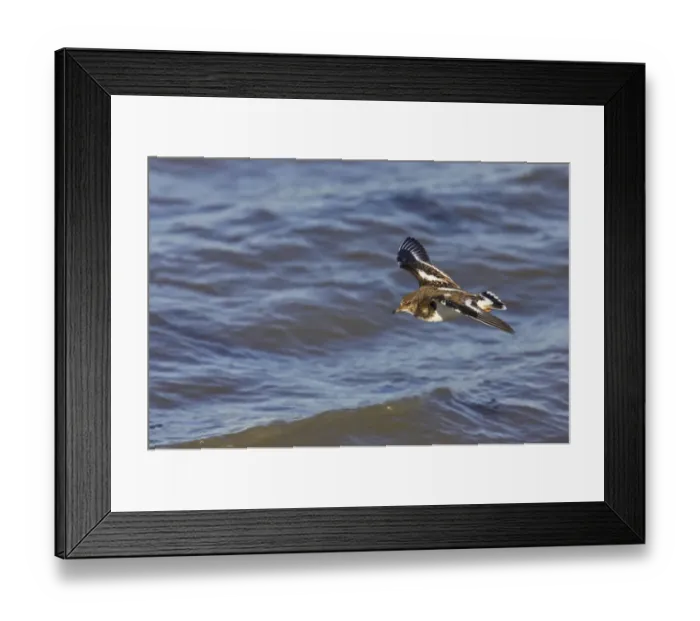 Framed Print : Ruddy Turnstone (Arenaria interpres) adult, winter plumage, in flight along shore at high tide, Whitstable, Kent, England Framed Print : Ruddy Turnstone (Arenaria interpres) adult, winter plumage, in flight along shore at high tide, Whitstable, Kent, England