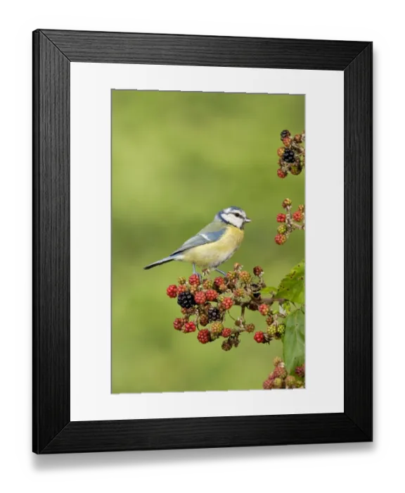 Framed Print : Blue Tit (Parus caeruleus) adult, perched on Bramble (Rubus fruticosus) berries, Suffolk, England, september Framed Print : Blue Tit (Parus caeruleus) adult, perched on Bramble (Rubus fruticosus) berries, Suffolk, England, september