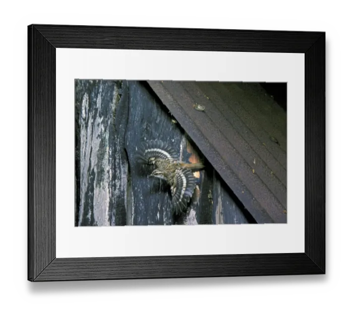 Framed Print : Common Treecreeper (Certhia familiaris) adult, in flight, leaving nest in shed, England Framed Print : Common Treecreeper (Certhia familiaris) adult, in flight, leaving nest in shed, England