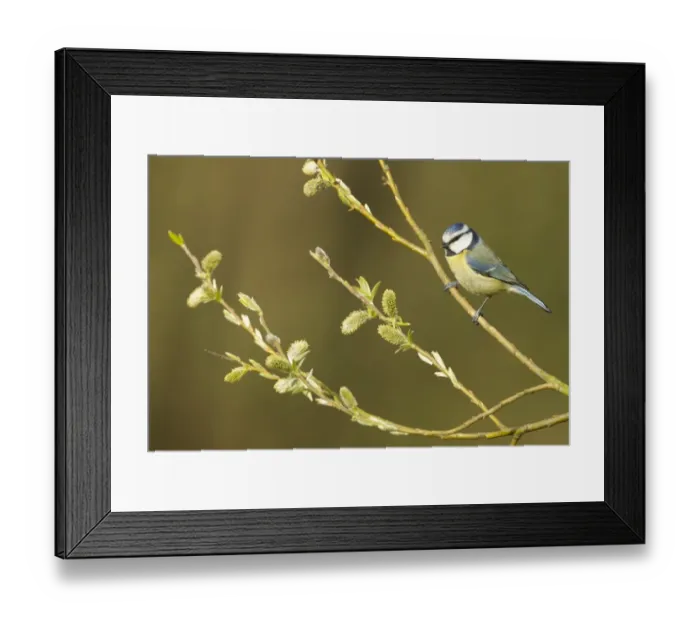 Framed Print : Blue Tit (Parus caeruleus) adult, perched on twig with catkins, South Yorkshire, England, april Framed Print : Blue Tit (Parus caeruleus) adult, perched on twig with catkins, South Yorkshire, England, april