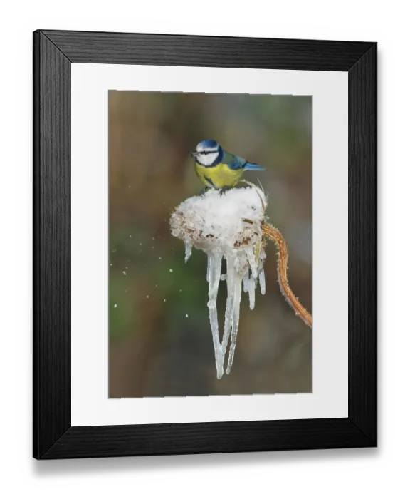 Framed Print : Blue Tit (Parus caeruleus) adult, feeding, perched on Common Teasel (Dipsacus fullonum) seedhead covered with snow and icicles, Leicestershire, England, december