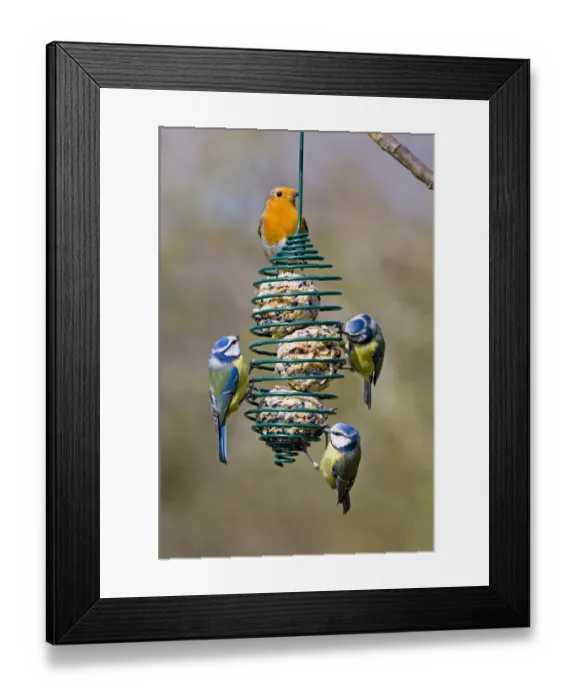 Framed Print : Blue Tit (Parus caeruleus) and European Robin (Erithacus rubecula) adults, feeding on fat balls in garden birdfeeder, Kent, England, winter