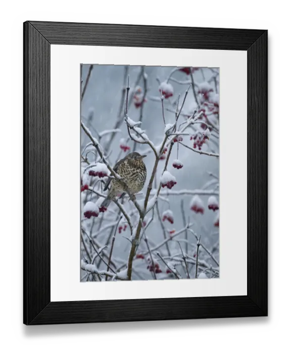 Framed Print : Mistle Thrush (Turdus viscivorus) adult, feeding on snow covered rowan berries during snowfall, Norfolk, England, december Framed Print : Mistle Thrush (Turdus viscivorus) adult, feeding on snow covered rowan berries during snowfall, Norfolk, England, december
