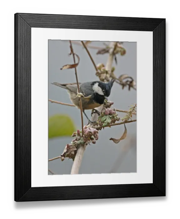 Framed Print : Coal Tit (Periparus ater aemodius) Himalayan subspecies with well-developed crest, adult, perched on stem, near Sela Pass, Arunachal Pradesh, India, january Framed Print : Coal Tit (Periparus ater aemodius) Himalayan subspecies with well-developed crest, adult, perched on stem, near Sela Pass, Arunachal Pradesh, India, january