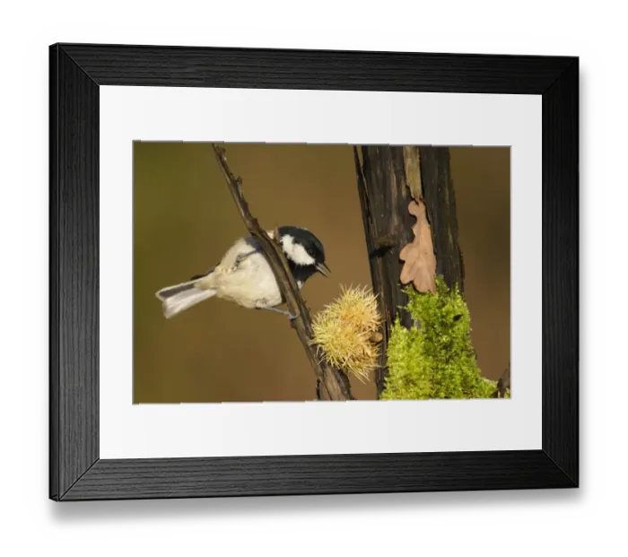 Framed Print : Coal Tit (Parus ater) adult, perched on branch in woodland, Yorkshire, England, autumn